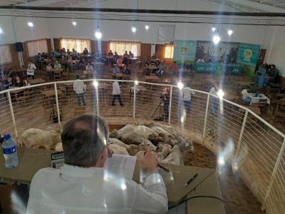  Feira de Gado de Corte da Sociedade Rural de Laranjeiras do Sul, movimenta pecuária regional